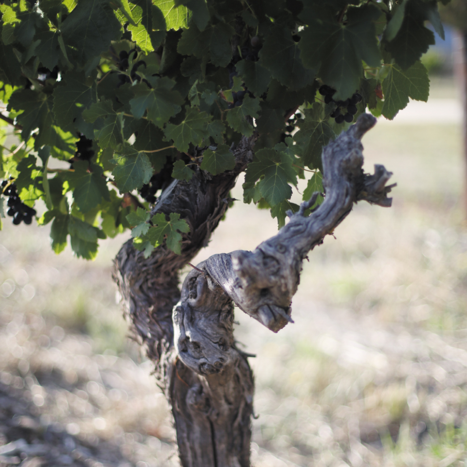 australijskie wina najczęściej kojarzone są z winnicami w Barossa Valley