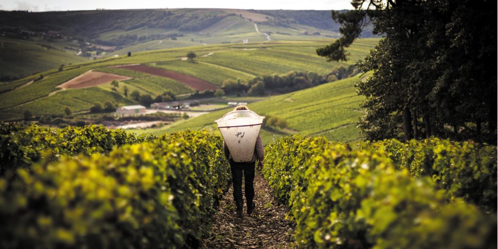 wina ekologiczne z francuskiej winnicy Pascal Jolivet